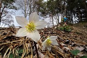 27 Ellebori in fiore
